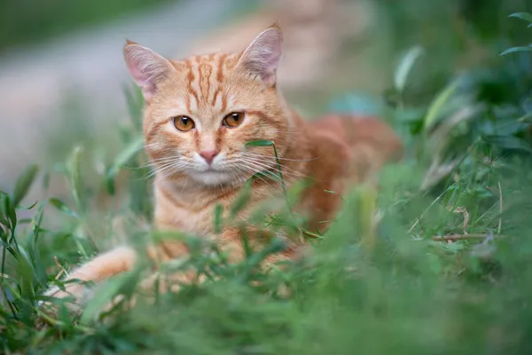 Vacker Ung Röd Tabby Katt Liggande Gräset Sommar Natur Utomhus — Stockfoto