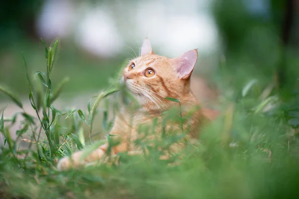 Красива Молода Червона Кішка Таббі Лежить Траві Літня Природа Відкритому — стокове фото