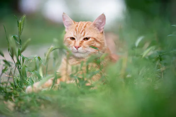 Vacker Ung Röd Tabby Katt Liggande Gräset Sommar Natur Utomhus — Stockfoto