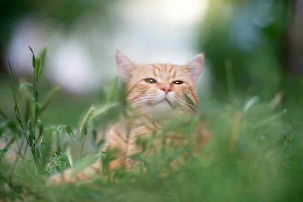 Linda Jovem Gato Tabby Vermelho Deitado Grama Natureza Verão Livre — Fotografia de Stock