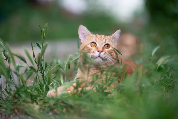 Mooie Jonge Rode Tabby Kat Liggend Het Gras Zomer Natuur — Stockfoto