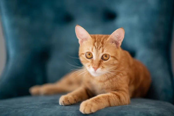Schöne Junge Rot Gestromte Katze Liegt Hause Auf Blauem Stuhl — Stockfoto