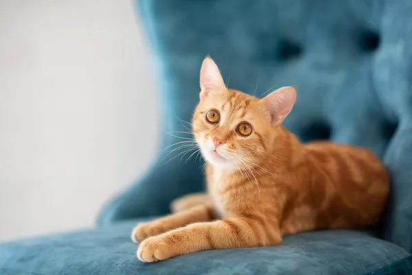 Bella Giovane Gatto Tabby Rosso Sdraiato Sulla Sedia Blu Casa — Foto Stock