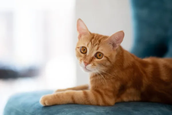 Schöne Junge Rot Gestromte Katze Liegt Hause Auf Blauem Stuhl — Stockfoto