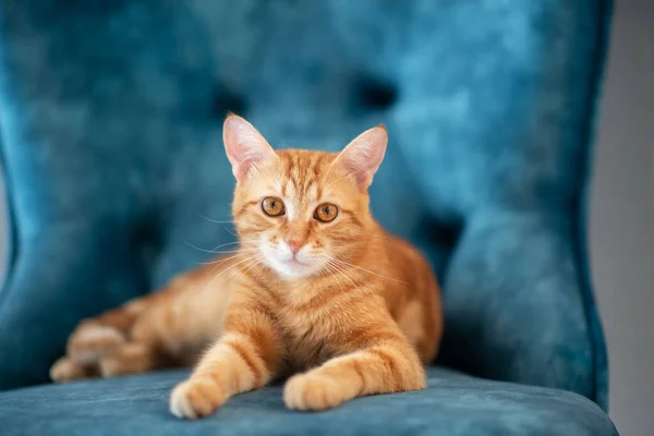 Schöne Junge Rot Gestromte Katze Liegt Hause Auf Blauem Stuhl — Stockfoto