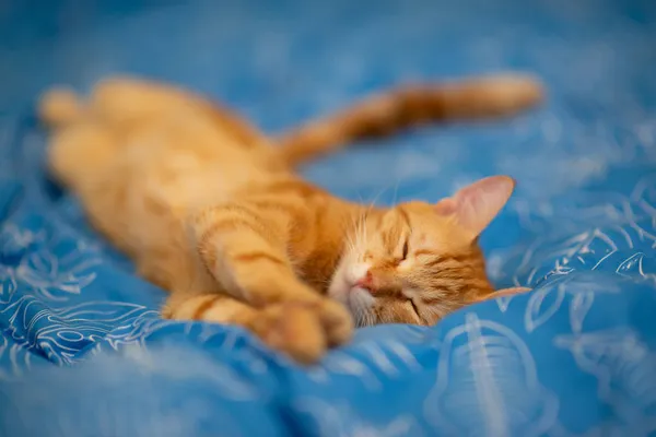 Engraçado Jovem Vermelho Tabby Gato Dorme Cama Casa — Fotografia de Stock