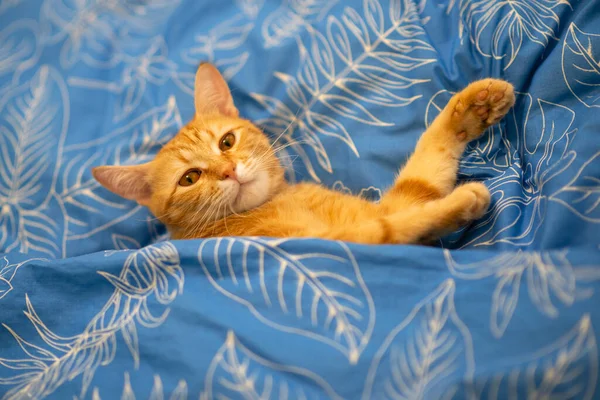 Αστεία Νεαρή Κόκκινη Τιγρέ Γάτα Κοιμάται Στο Κρεβάτι Στο Σπίτι — Φωτογραφία Αρχείου