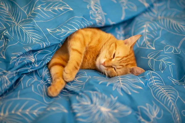 Engraçado Jovem Vermelho Tabby Gato Dorme Cama Casa — Fotografia de Stock