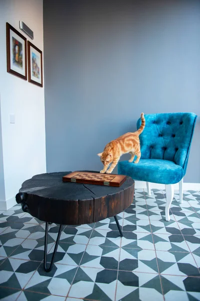 有趣的小橙色小胖胖的猫在家里舒适的现代设计内部 雅致的蓝色椅子复古风格和黑色木制咖啡桌灰色墙壁 — 图库照片