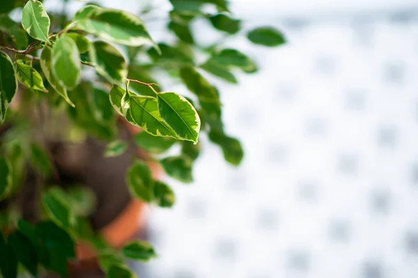 Ficus Rośnie Garnku Domu Szczegóły — Zdjęcie stockowe