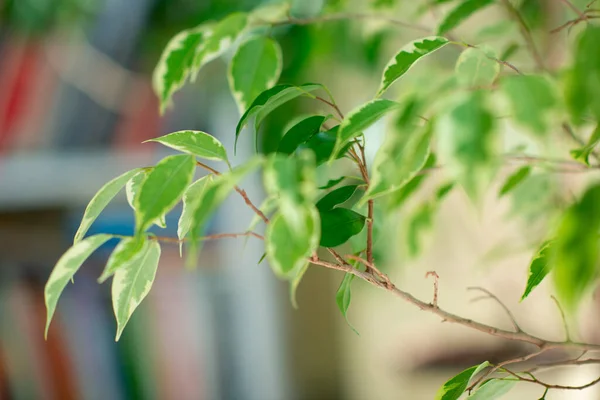 Ficus Rośnie Garnku Domu Szczegóły — Zdjęcie stockowe
