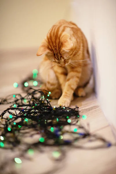 Güzel Genç Turuncu Tekir Kedi Noel Işıklarıyla Oynuyor Yazlık Dekorasyonu — Stok fotoğraf