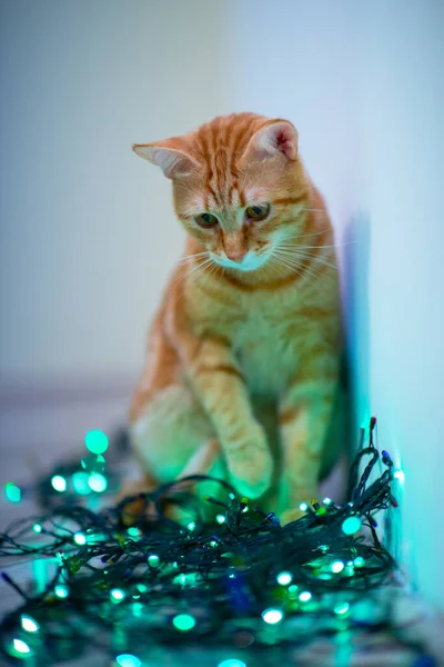 Krásná Mladá Oranžová Kocour Hraje Výzdobou Vánočními Světly Dovolená Domácí — Stock fotografie