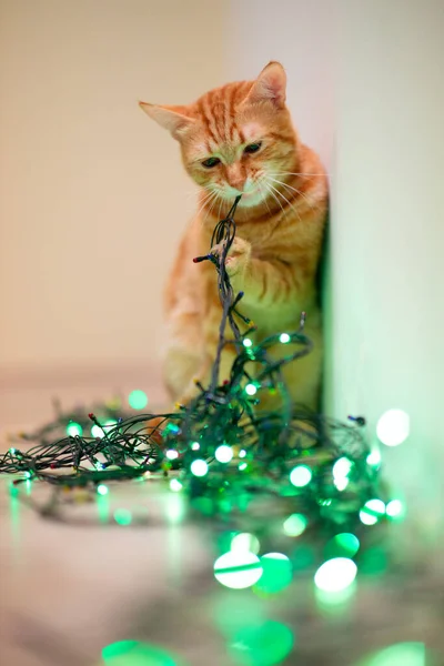 Mooie Jonge Oranje Tabby Kat Speelt Met Decor Met Kerstverlichting — Stockfoto