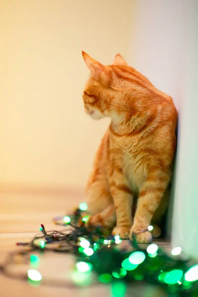 Belle Jeune Chat Tabby Orange Joue Avec Décor Avec Les — Photo