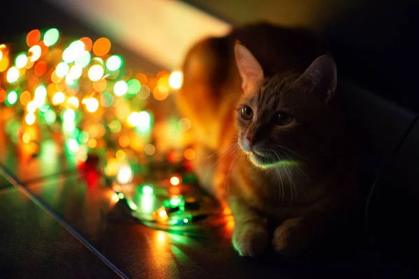 Молодая Оранжевая Кошка Тэбби Играет Декором Рождественскими Огнями Украшая Дом — стоковое фото