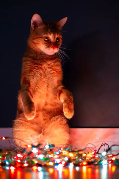 美しい若いオレンジのタビー猫はクリスマスライト 休日の家の前夜の装飾と装飾で再生されます — ストック写真