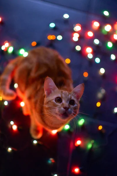 Mooie Jonge Oranje Tabby Kat Speelt Met Decor Met Kerstverlichting — Stockfoto