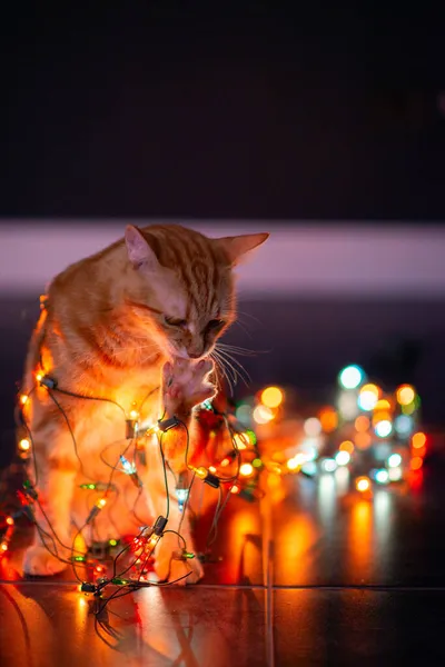 Güzel Genç Turuncu Tekir Kedi Noel Işıklarıyla Oynuyor Yazlık Dekorasyonu — Stok fotoğraf