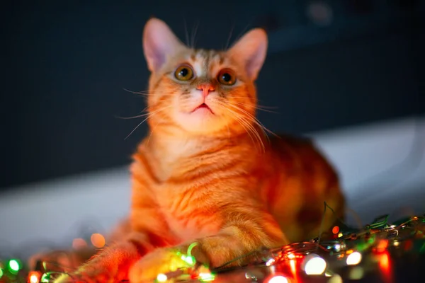 Schöne Junge Orange Gestromte Katze Spielt Mit Dekor Mit Weihnachtsbeleuchtung — Stockfoto