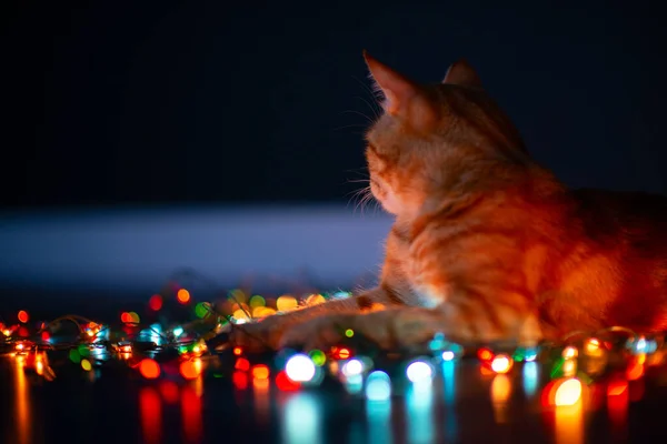 아름다운 오렌지 고양이는 크리스마스 장식과 디오르를 — 스톡 사진