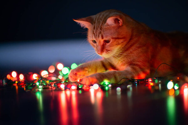 Beautiful young orange tabby cat plays with decor with Christmas lights, holiday home eve decoration 
