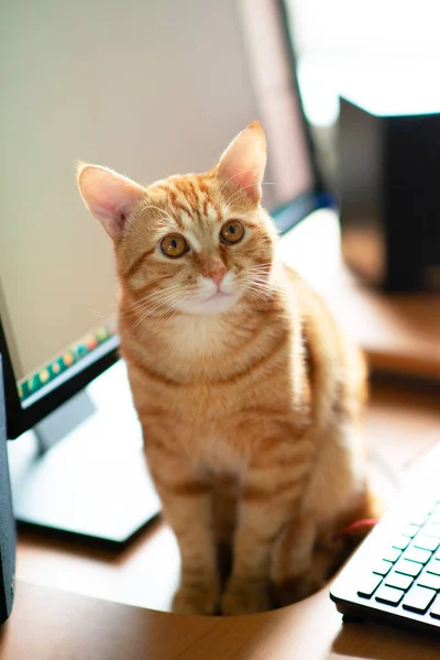 Bela Jovem Gengibre Tabby Gato Bem Alimentado Satisfeito Senta Casa — Fotografia de Stock