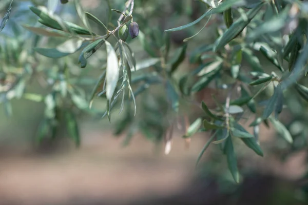 Ogród Oliwny Sycylii — Zdjęcie stockowe