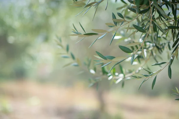 Olive Trees Garden Sicily — Stock Photo, Image