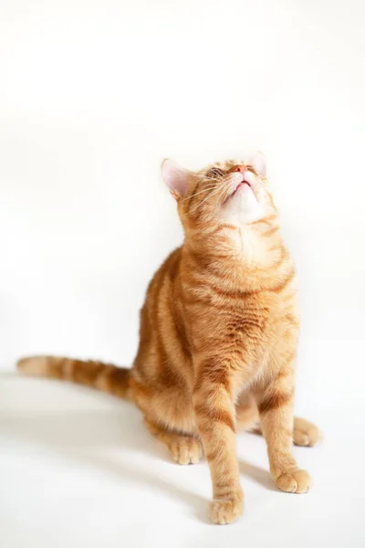 Grappig Jong Tabby Rood Kat Speelt Studio Geïsoleerd Witte Achtergrond — Stockfoto