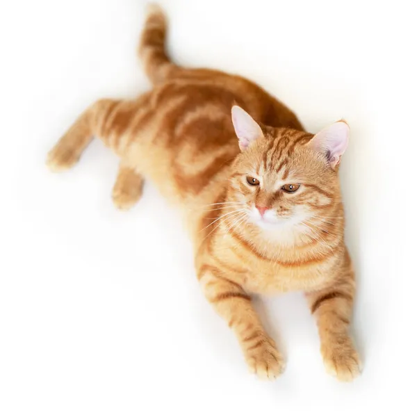 Divertente Giovane Tabby Gatto Rosso Gioca Studio Isolato Sfondo Bianco — Foto Stock