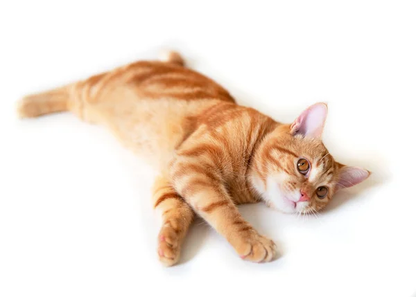 Engraçado Jovem Tabby Gato Vermelho Posando Estúdio Isolado Fundo Branco — Fotografia de Stock