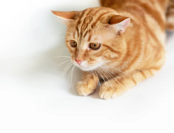 Engraçado Jovem Tabby Vermelho Gato Joga Isolado Fundo Branco — Fotografia de Stock
