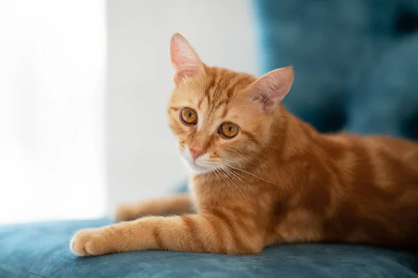 美しい若いです赤いタビー猫嘘上の青い椅子に家で — ストック写真