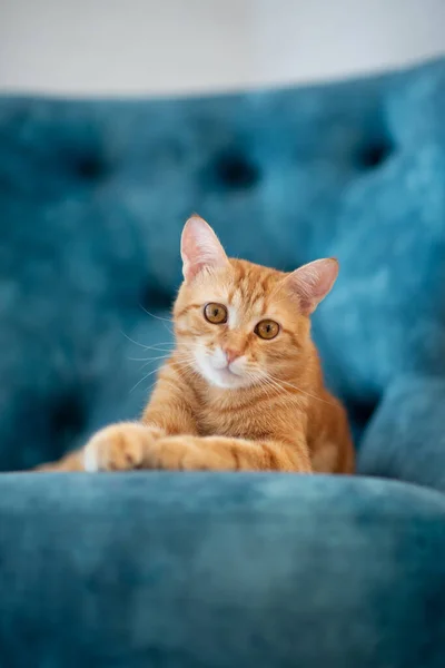 Красива Молода Червона Кішка Таббі Лежить Синьому Стільці Вдома — стокове фото