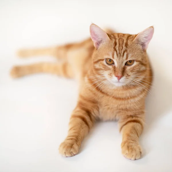 Engraçado Jovem Tabby Vermelho Gato Olhando Para Câmera Isolado Fundo — Fotografia de Stock