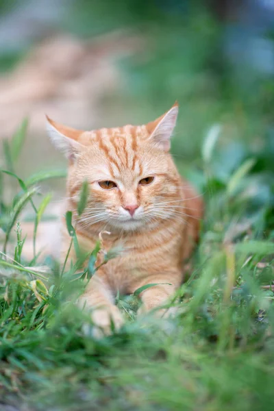 Linda Jovem Gato Tabby Vermelho Deitado Grama Natureza Verão Livre — Fotografia de Stock