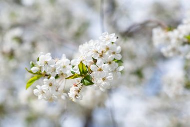 Beyaz çiçekli sakura ağacı dalı, doğadaki güzellik, güzel bahar doğası arka planı. Çiçek açıyor