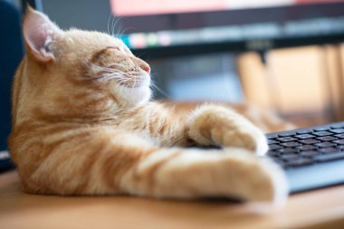 Güzel, genç, kızıl tekir kedi iyi beslenmiş ve tatmin olmuş klavyenin yanındaki iş yerinde uyuyor ve ekranı izliyor.. 