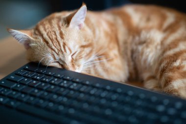 Güzel, genç, kızıl tekir kedi iyi beslenmiş ve tatmin olmuş klavyenin yanındaki iş yerinde uyuyor ve ekranı izliyor.. 