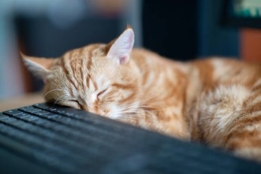 Güzel, genç, kızıl tekir kedi iyi beslenmiş ve tatmin olmuş klavyenin yanındaki iş yerinde uyuyor ve ekranı izliyor.. 