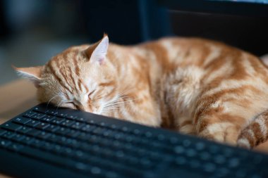 Güzel, genç, kızıl tekir kedi iyi beslenmiş ve tatmin olmuş klavyenin yanındaki iş yerinde uyuyor ve ekranı izliyor.. 