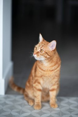 Evdeki sevimli kırmızı tekir kedicik. Sevimli genç hayvan..