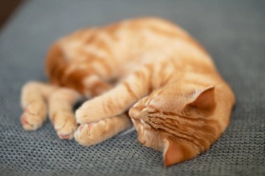 Şirin kırmızı tekir kedicik kanepede uyuyor. Sevimli küçük hayvan..