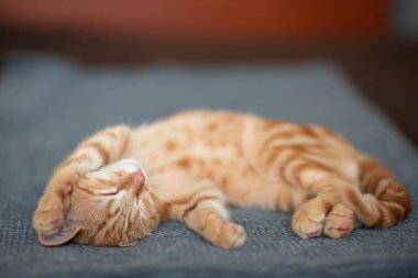 Şirin kırmızı tekir kedicik kanepede uyuyor. Sevimli küçük hayvan..