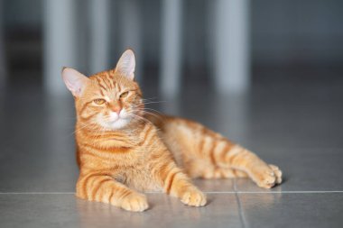 Evdeki sevimli kırmızı tekir kedicik. Sevimli genç hayvan..