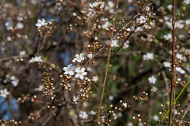 Beyaz ve gül çiçekli Sakura. Çiçekleri açan kiraz ağacı, güzel bahar doğası arka planı.