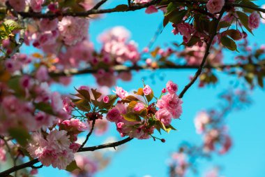 Beyaz ve gül çiçekli bir dal sakura. Çiçekleri açan kiraz ağacı, güzel bahar doğası arka planı.