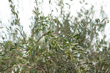 Sicilya bahçesinde yetişen zeytin ağaçları. Olgun meyveli dallar, Akdeniz zeytinliği