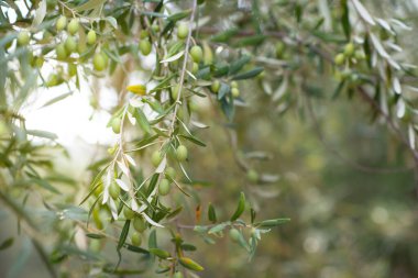 Sicilya bahçesinde yetişen zeytin ağaçları. Olgun meyveli dallar, Akdeniz zeytinliği